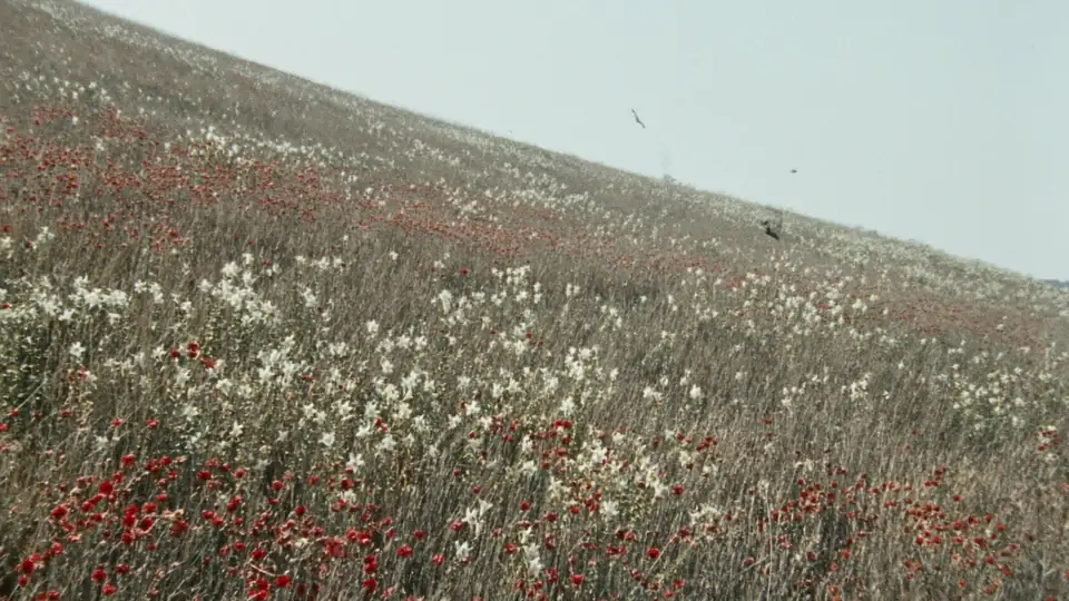 Campo de lirios silvestres con aves volando en el cielo